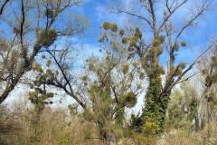 IMG-20260329-WA0028